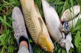 钓鲤鱼是否要用小药，可以使用素饵