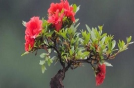 立秋后映山红下山桩能栽活吗，要选择合适的土壤