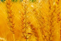 赛德麦8号小麦栽培技术要点，适宜播种期10月上中旬