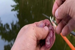 鸡肝能不能钓鱼，鸡肝能钓鱼