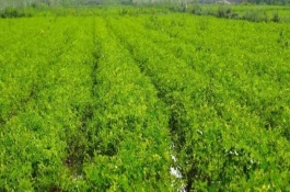 甘草种植条件要求，播种可采用条播或者穴播的方式