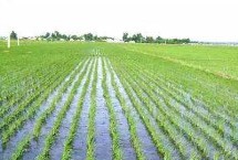 鲁资稻14号水稻栽培技术要点，属中早熟粳稻品种