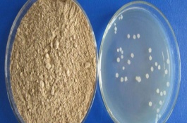 枯草芽孢杆菌的作用和使用方式，25-37℃为佳