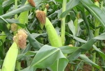 璟瑞866玉米栽培技术要点，本品种活杆成熟