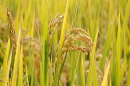 灵丰891水稻栽培技术要点，全生育期110.3天