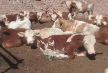 牛瘫痪的治疗方式，产前瘫痪的主要原因是营养不平衡