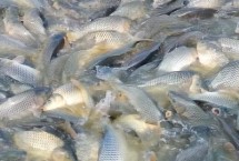 水深1米能养鱼吗，切记这四大