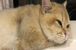 猫杯状病毒感染的鉴别诊断，轻型的症状为发热、打喷嚏等