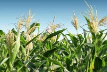 香甜糯828玉米栽培技术要点，中抗小斑病