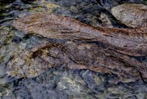 娃娃鱼属于什么动物，长得像鱼但却不是鱼