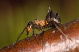 蚂蚁有什么生活特点，蚂蚁属于昆虫
