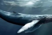 为什么有的鲸鱼不会鲸落，是指鲸鱼死亡后落入深渊或洋盆中
