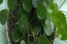 铜钱草生根肥料管理，没有根也是可以成活