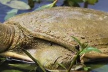 甲鱼为何别称王八，原因是腹部具有特殊纹路