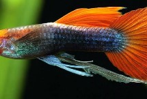 同一窝的孔雀鱼能否繁殖，同窝繁殖不可超过三代