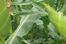 隆黄1836玉米栽培技术要点，注意防治穗腐病和小斑病