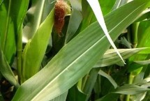 登海鲁西208玉米栽培技术要点，注意防治瘤黑粉病