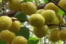 新疆阿勒泰地区的特产，常见的有库车小白杏、阿克苏苹果等