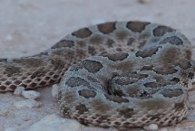 响尾蛇的生活习性，常捕食啮齿目动物