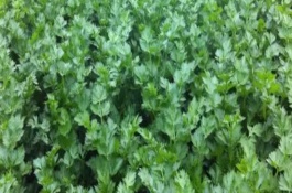 儿菜的生长的温度，适宜的生长温度为8-15℃