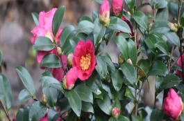 茶梅一年能开几次花，需摆放在充足阳光下养护并保证环境通风