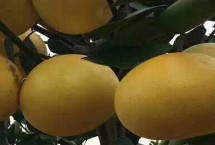 白葡萄柚和红葡萄柚区别，果皮和大小都不同