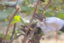 葡萄收获期出现烂果怎么防治，最佳时期在采果后20天左右