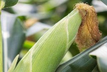 金苹果76玉米栽培技术要点，以有效防治地下害虫