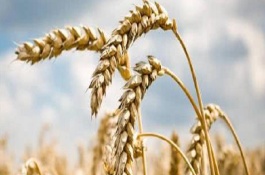 金穗116小麦栽培技术要点，最佳播期10月18～25日