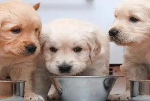 狗能不能吃杏仁，会影响口腔健康和骨骼形成