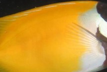 形态特征，是比较常见的观赏鱼种