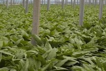 莴笋冬天能冻死吗，膨大期要适当追施复合肥