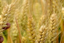 阜麦13小麦栽培技术要点，为中筋品种