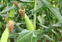 大泽901玉米栽培技术要点，中抗茎腐病