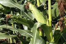 名鼎26玉米栽培技术要点，中抗南方锈病