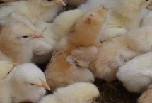 冬天养鸡需要注意什么，雏鸡怕冷、需控制好舍温