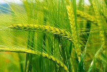 唐科299小麦栽培技术要点，适宜播期为10月5日～20日