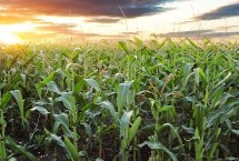 金京5号玉米栽培技术要点，中抗茎腐病