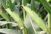 金禾666玉米栽培技术要点，适合中等肥力以上地块种植