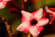 沙漠玫瑰的养护要点，一般是浇水过多、温度过低、通风不良等因素所导致