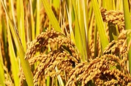 新稻58号水稻栽培技术要点，播种量每平方米300克