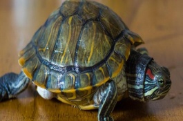 喂的太多有什么坏处，一般不会撑死