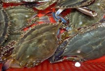 梭子蟹的品种，二者没有区别只是叫法不同