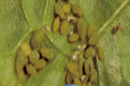 萝卜蚜虫的危害特点，初期可喷洒阿维菌素水溶液等