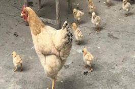 老母鸡有鸡冠子吗，母鸡的鸡冠非常大不正常