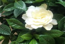 蚧壳虫，需对症下药