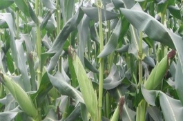 益甜608玉米栽培技术要点，每亩种植3000～3200株
