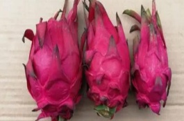 火龙果采摘时间，切开的火龙果一定要用保鲜膜包住