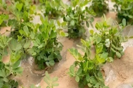 花生叶子发黄打什么药，土壤、施肥、缺素等因素都会导致