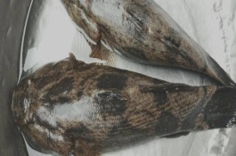 笋壳鱼的生活习性，喂食各种动物饲料即可